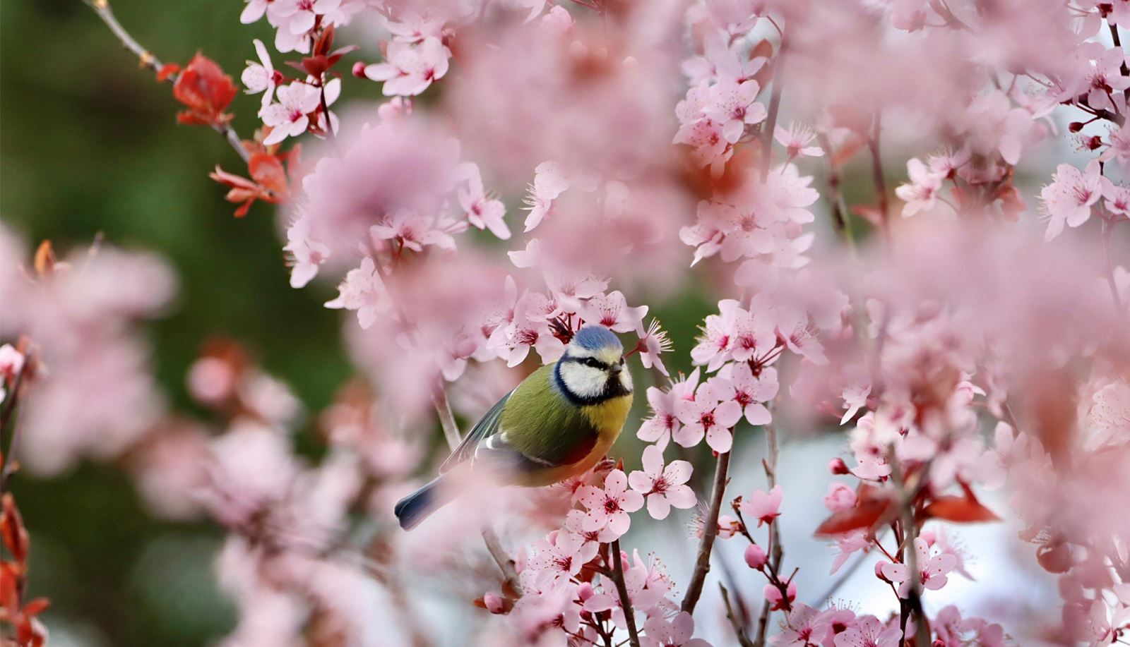 Blue Tit Bird in Blossom